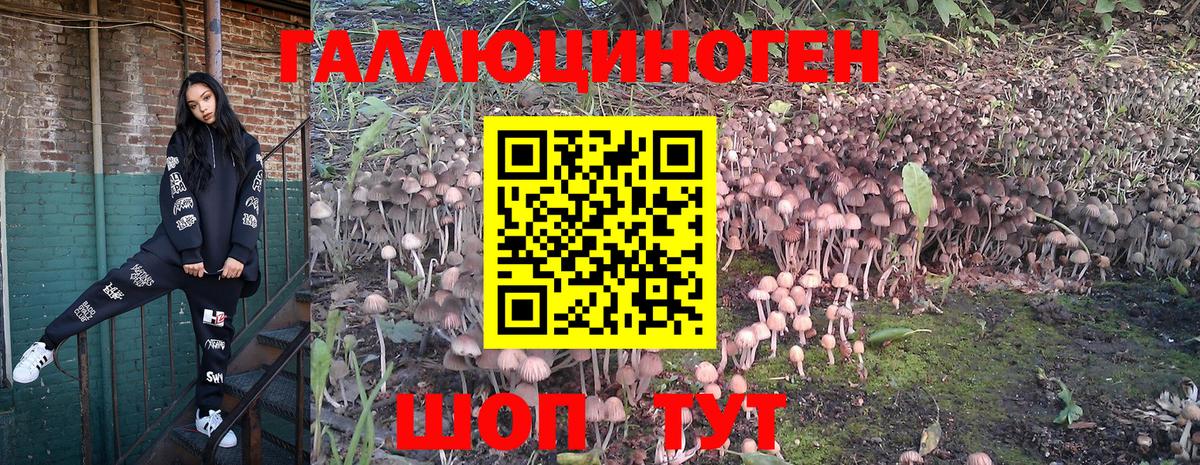 Галлюциногенные грибы GOLDEN TEACHER  Вход с VPN  Кизилюрт 